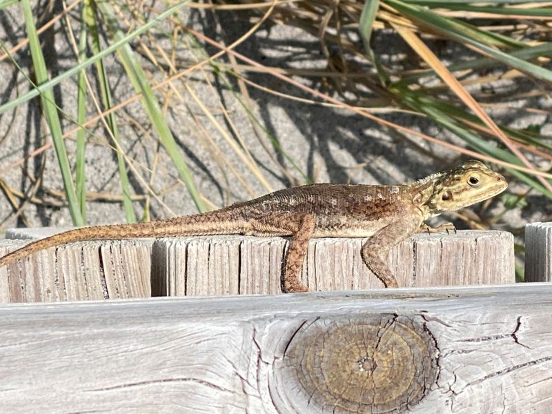 Wildlife Encounters Along the Paths