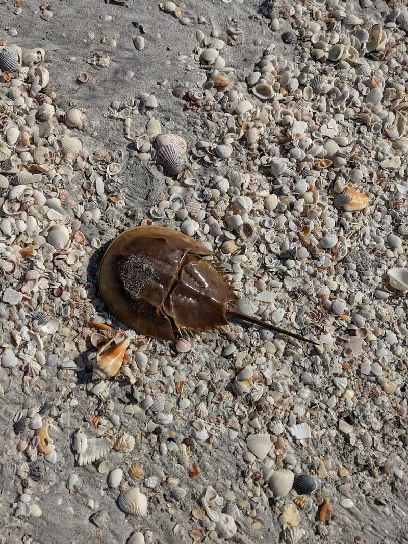 Shell Collecting Paradise