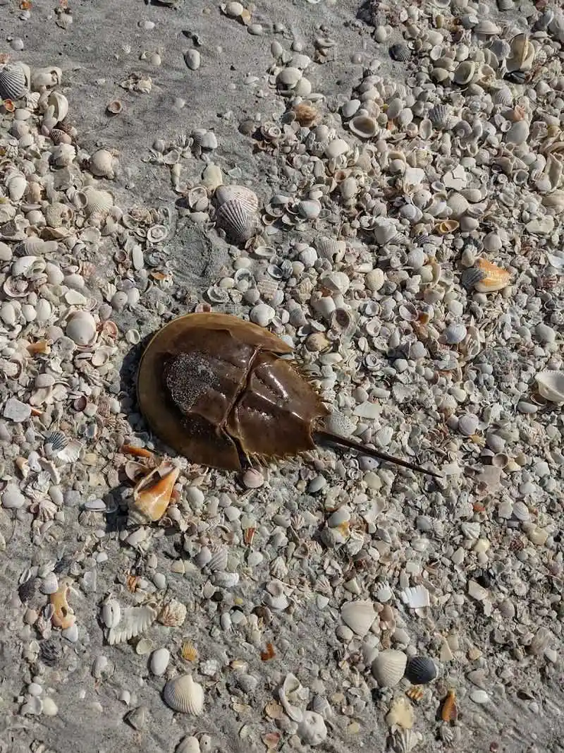 Shell Collecting Paradise