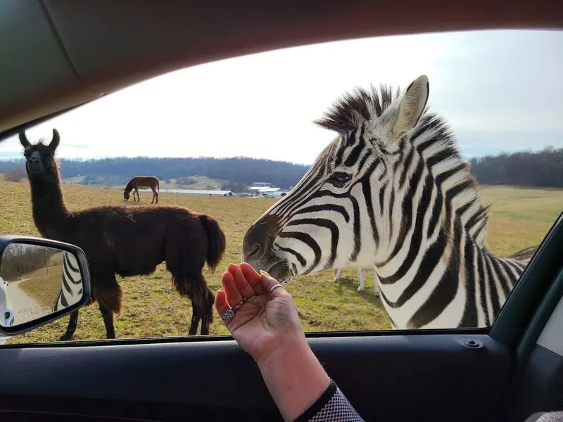 The Drive-Through Safari Adventure