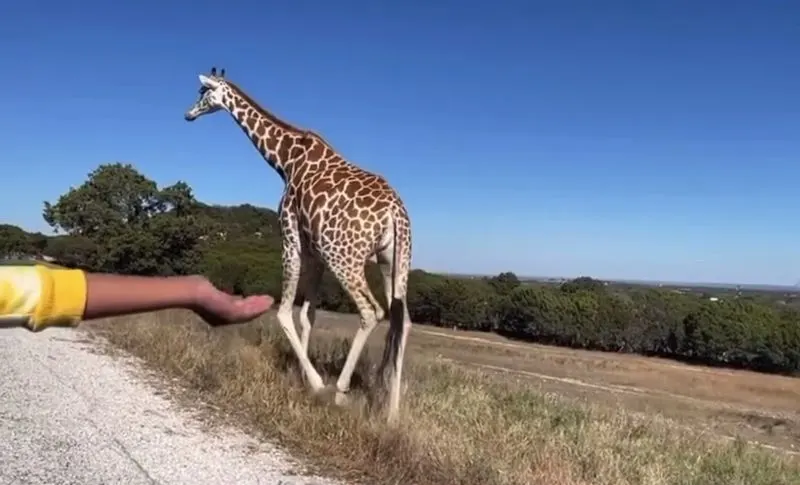 Feeding Giraffes Safely From Your Car