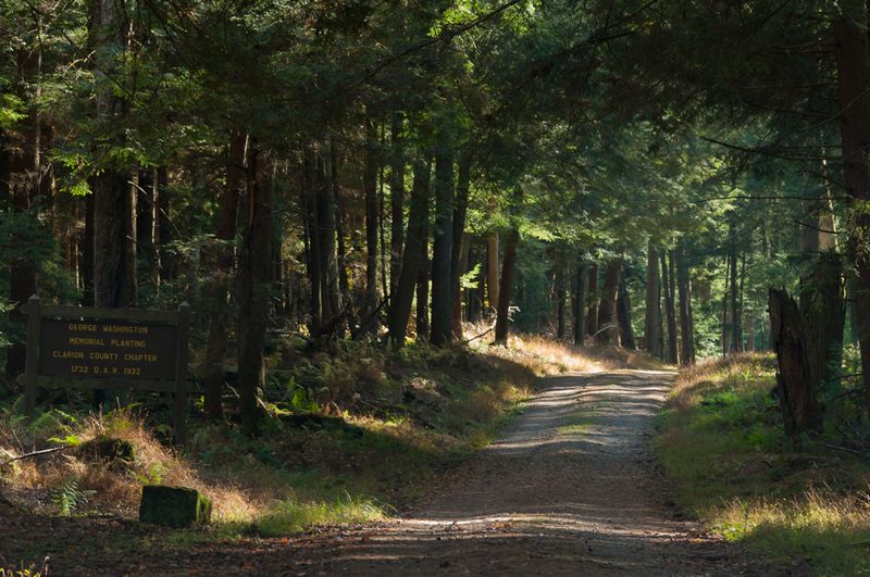 Forest Cathedral Old Growth Area