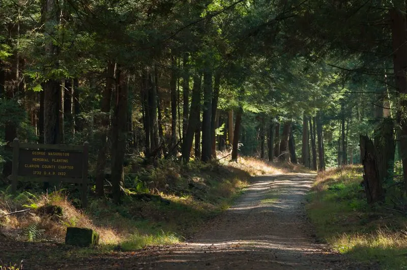 Forest Cathedral Old Growth Area