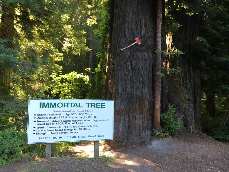 Immortal Tree