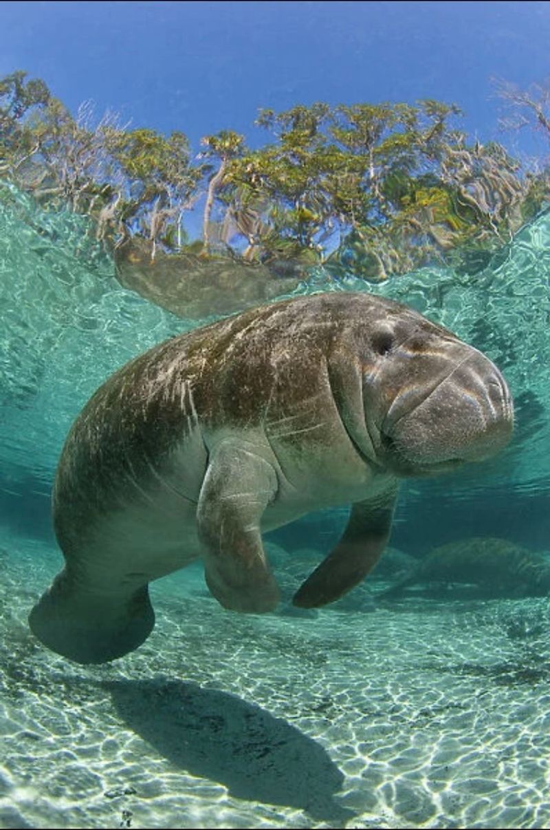 Wildlife moments: manatees, pelicans, and more