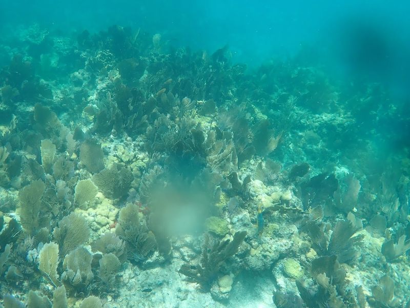 Marine Life In The Lagoon