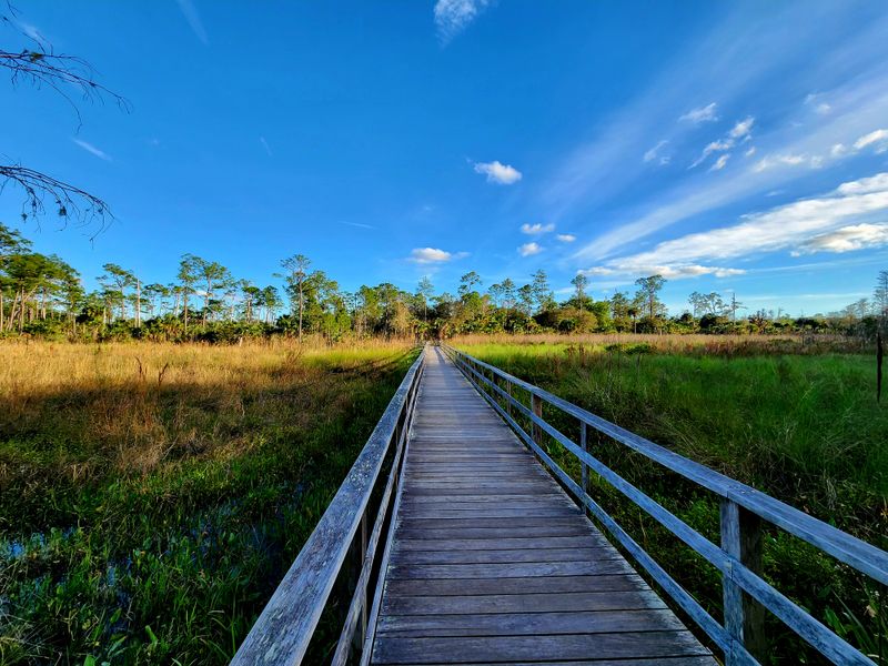 Corkscrew Swamp Sanctuary Boardwalk &ndash; Immokalee
