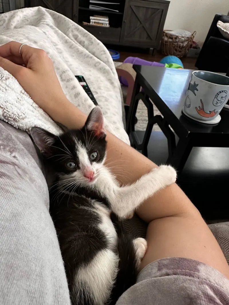 Respectful cat etiquette that makes visits better