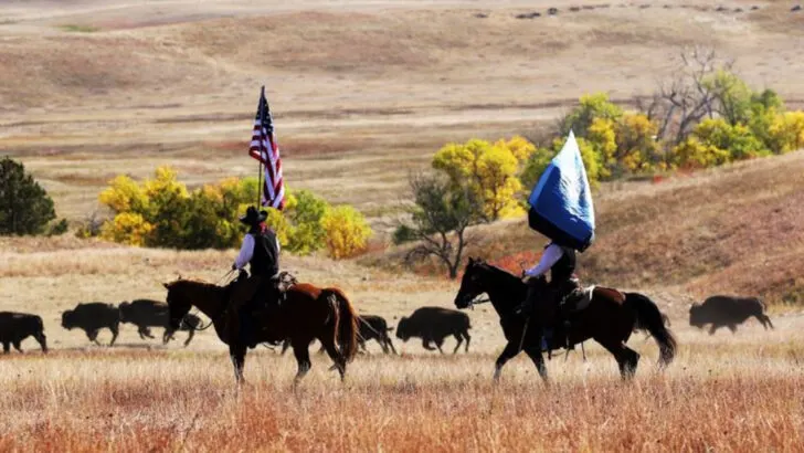 South Dakota hosts an annual buffalo roundup where cowboys drive a thundering herd across the plains