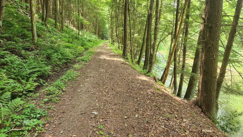 Hiking Through the Forest Trails: Paths Among the Trees