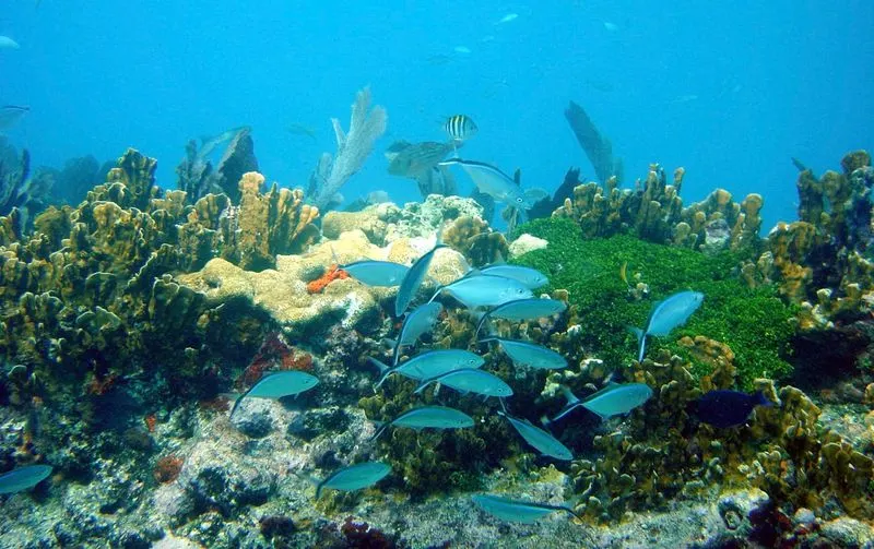 John Pennekamp Coral Reef State Park