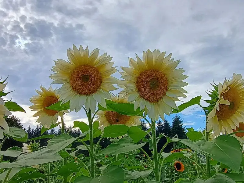Rutledge Family Farm (Olympia)