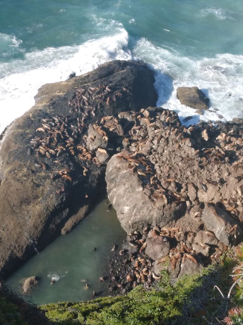 Best seasons and timing for sightings