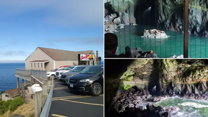 Step Inside A 12-Story Sea Cave Where Wild Sea Lions Have Gathered For Over 80 Years Along The Oregon Coast