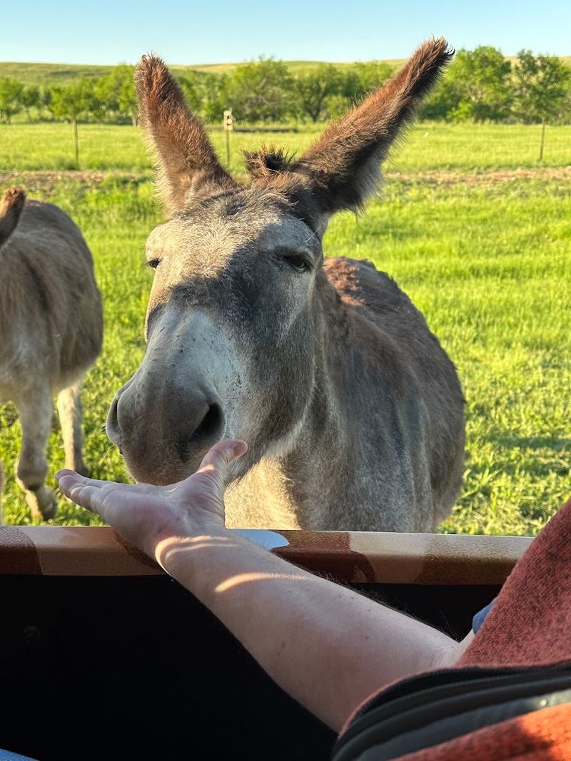 Wildlife Beyond Buffalo: Pronghorn, Prairie Dogs, and More