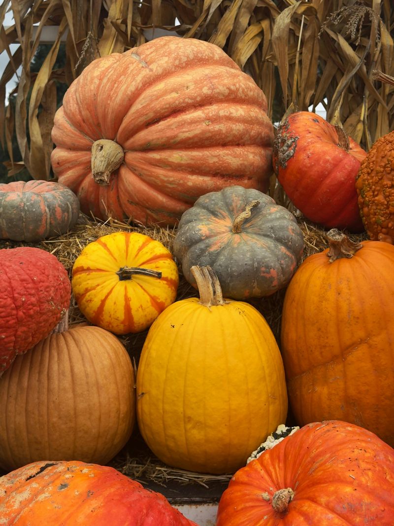 Seasonal Festivals and Special Events