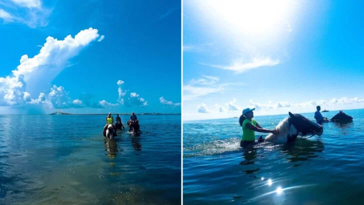 Swim with horses during a guided beach ride along Florida&rsquo;s coast