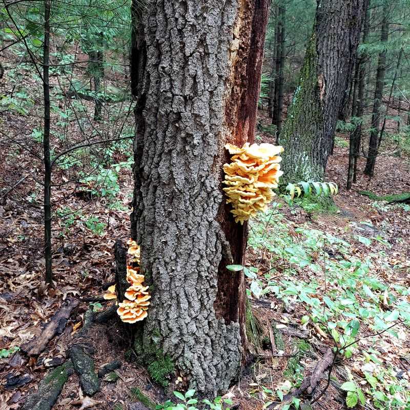 Wildlife, Plants, and Seasonal Highlights