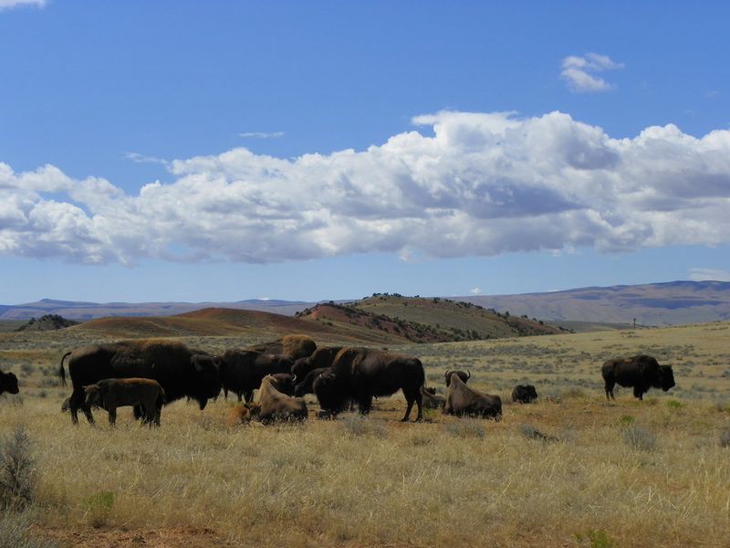 Bison Herd Viewing Area