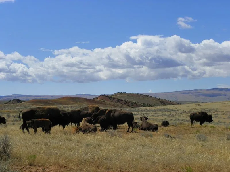 Bison Herd Viewing Area