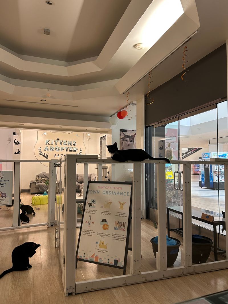 Mini Cat Town &mdash; Santa Rosa, CA