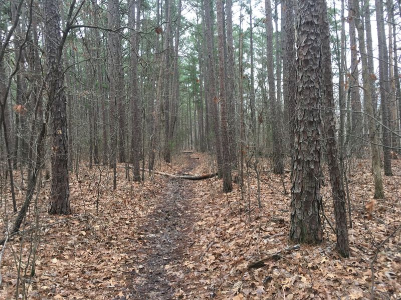 Big Piney Campground (Mark Twain NF) &mdash; Houston, MO