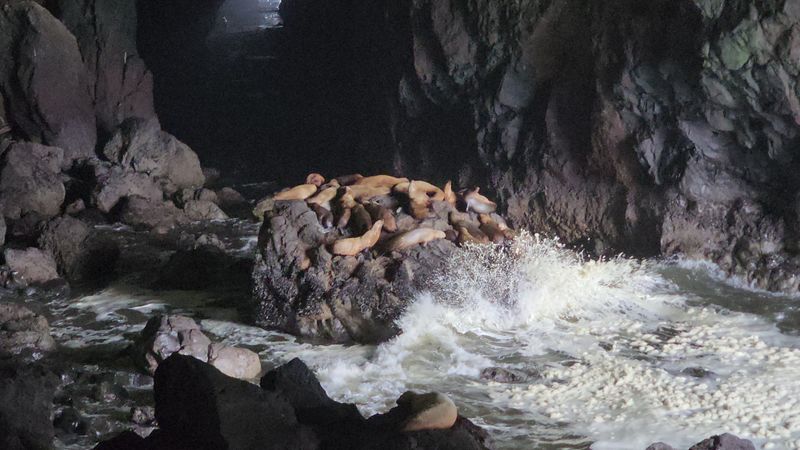 Steller sea lions vs California sea lions