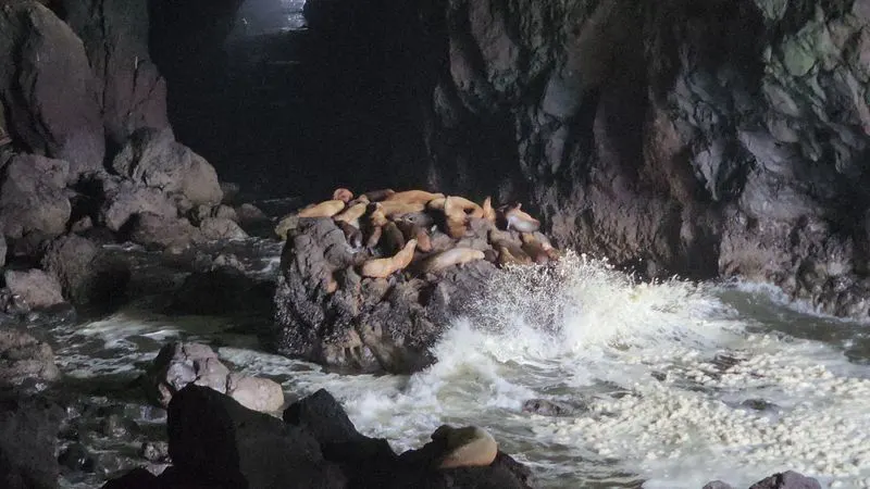 Steller sea lions vs California sea lions
