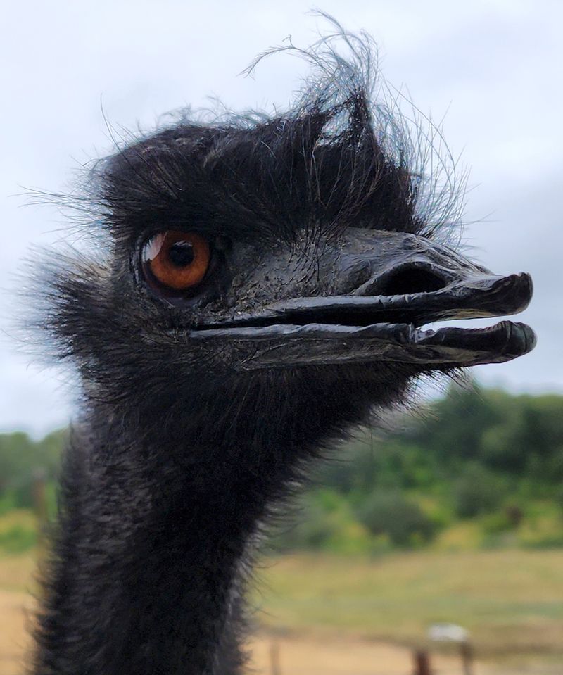 Feeding Deer and Emu From the Car