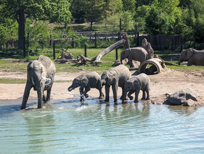 The Elephant Exhibit