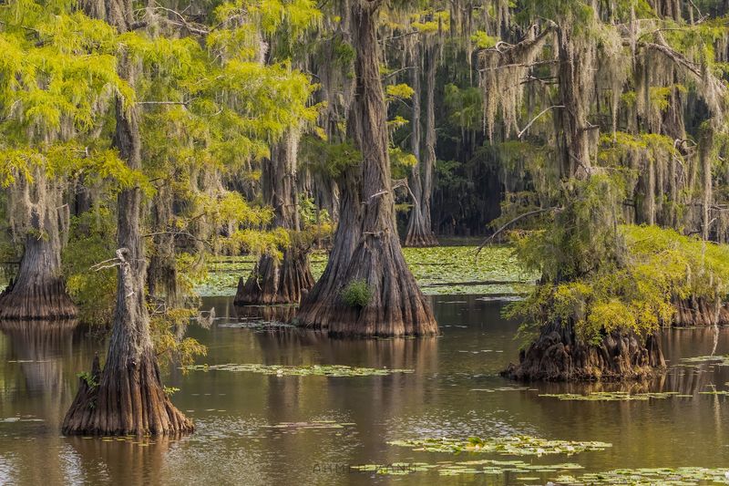 Caddo Lake State Park