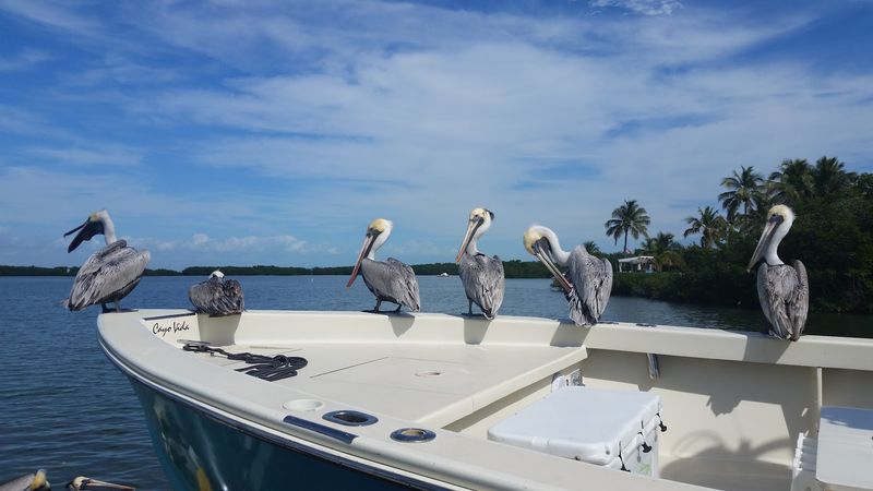 Herons, Gallinules, and Other Birds to Spot