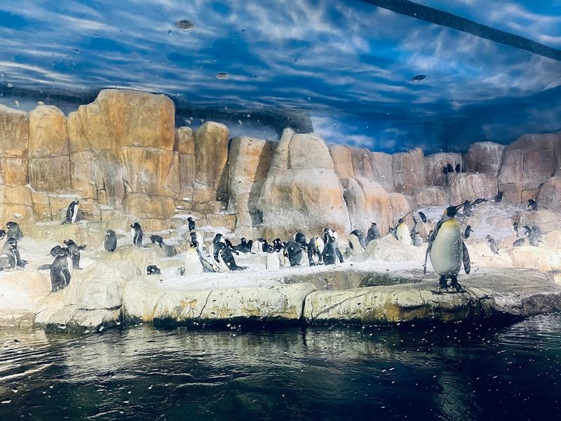 The Penguin and Sea Otter Exhibits