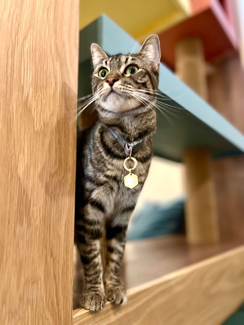 Purrrlandia Cat Lounge & Cafe &mdash; Thousand Oaks, CA