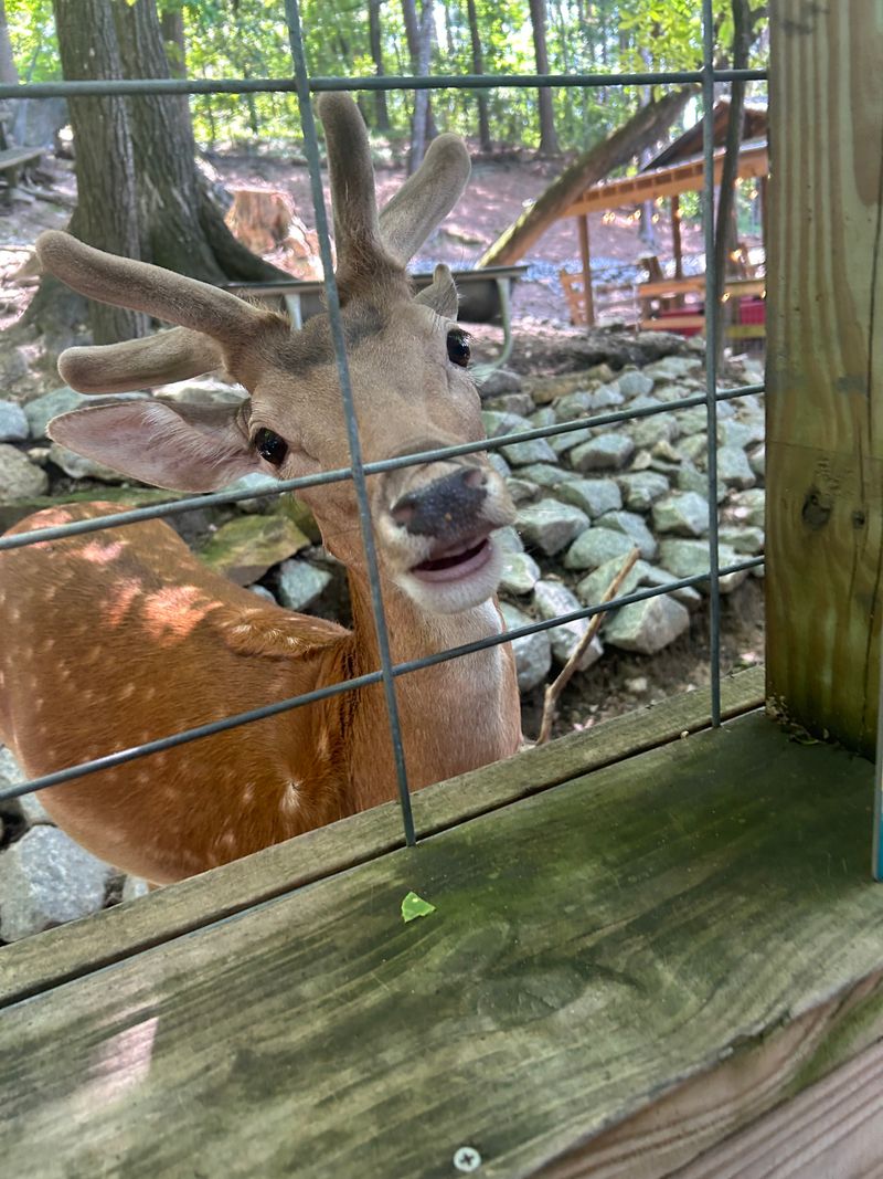 Charming Deer Enclosure
