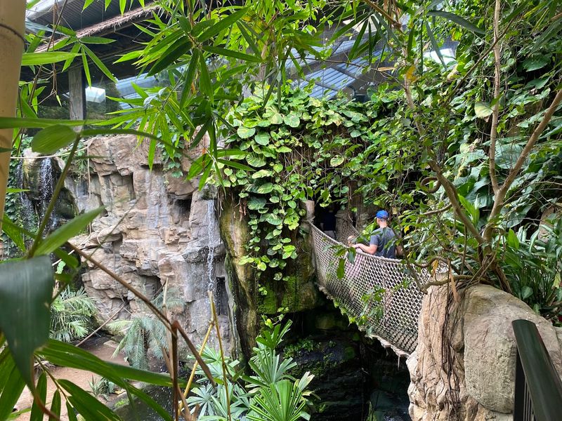 The Lied Jungle Rainforest