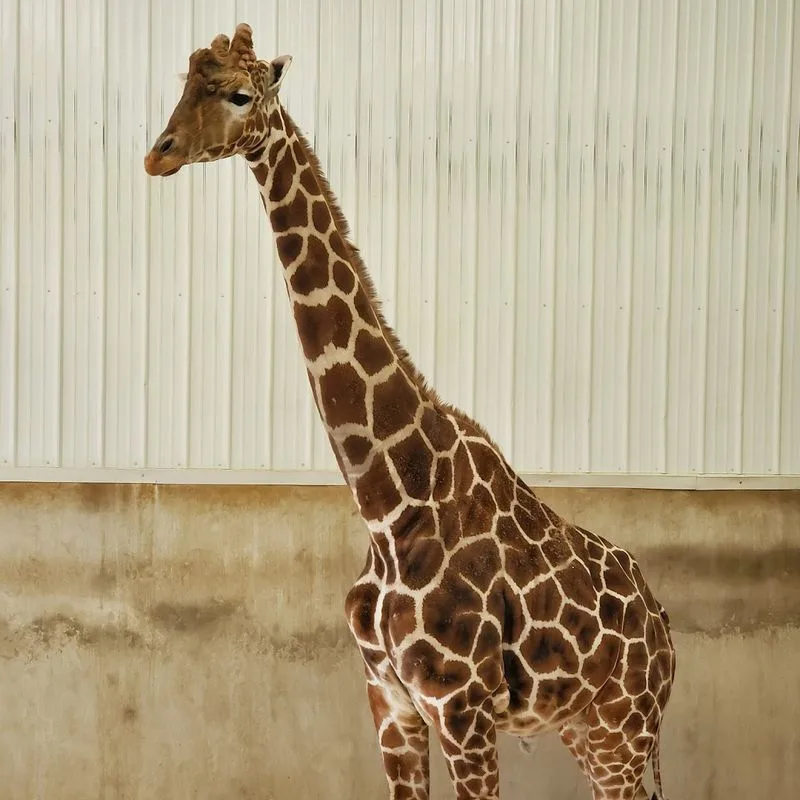 Giraffe Feeding and Elevated Viewing Platforms