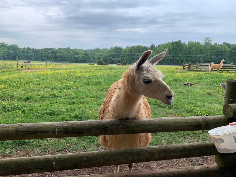 Wagon Rides: A Closer Look