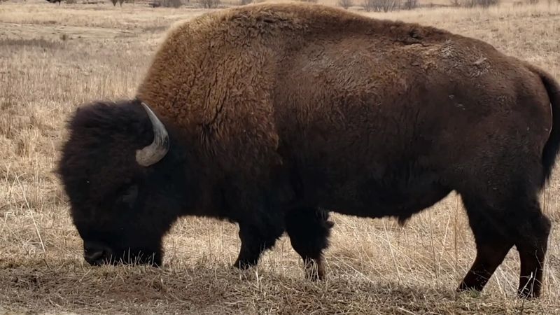 The Bison&rsquo;s Roam