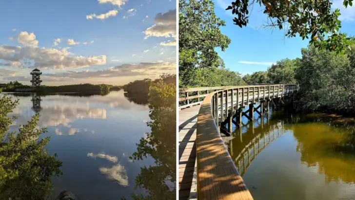The Florida Trail That Takes You Deep Into A Mangrove Forest And Rewards You With Sunsets Worth The Walk
