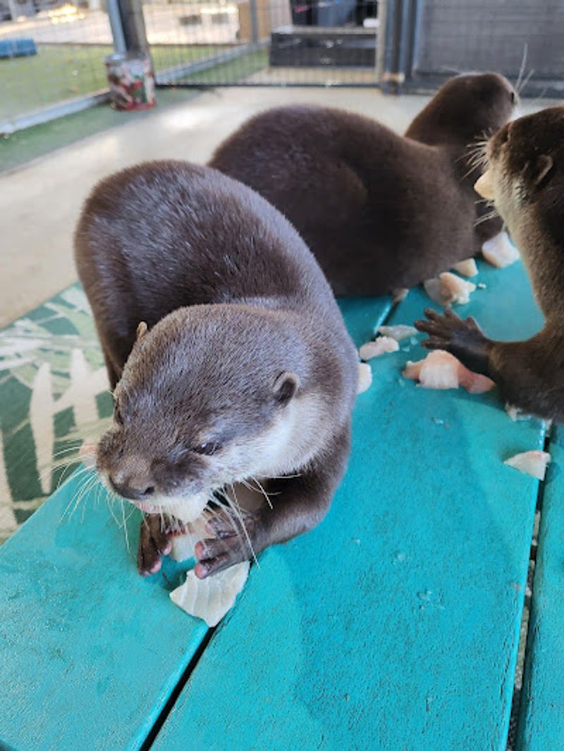 Otter Cabin And Pond