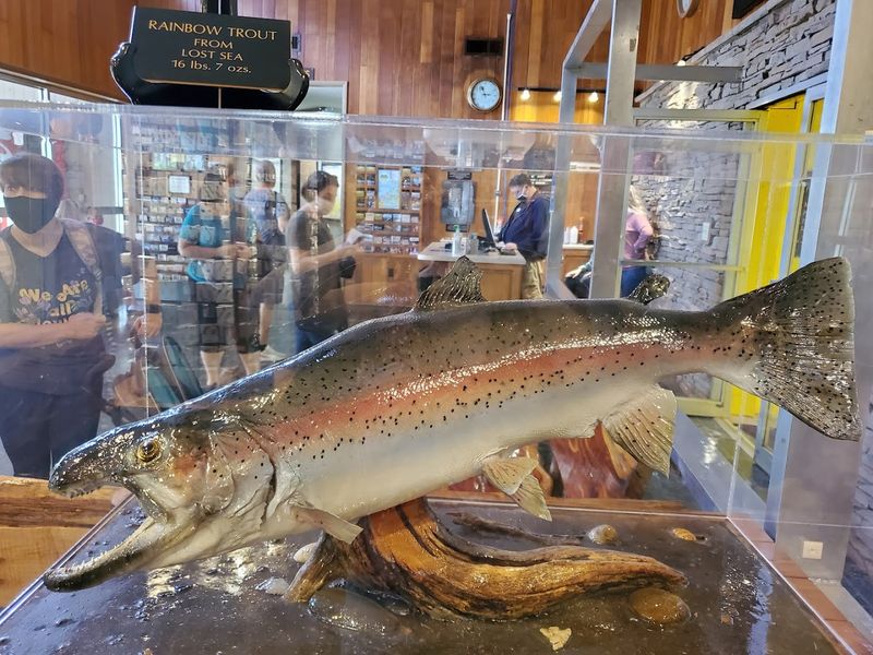 Trevor the Famous Rainbow Trout and the Lake's Fascinating Fish Population