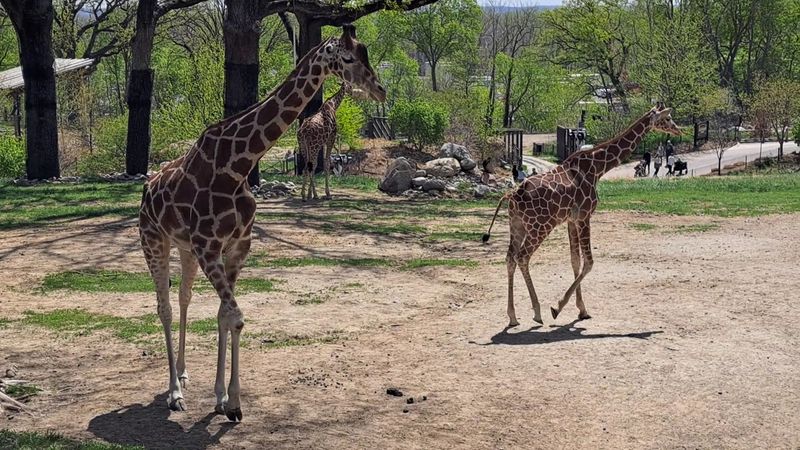 The African Grasslands and Giraffe Exhibit