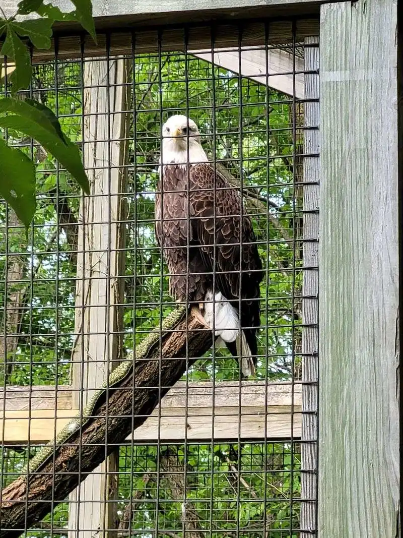 Songbird Feeding Experience