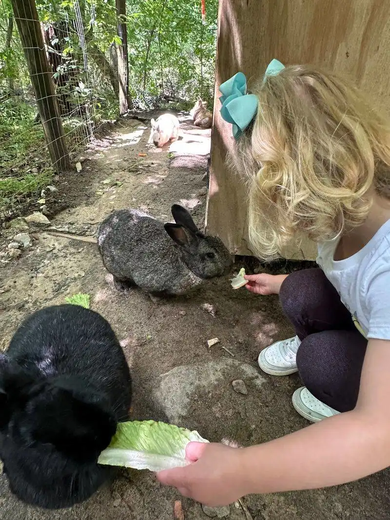 Interactive Bunny Exhibit