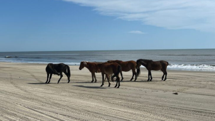 The North Carolina beach where wild horses walk right up to your blanket