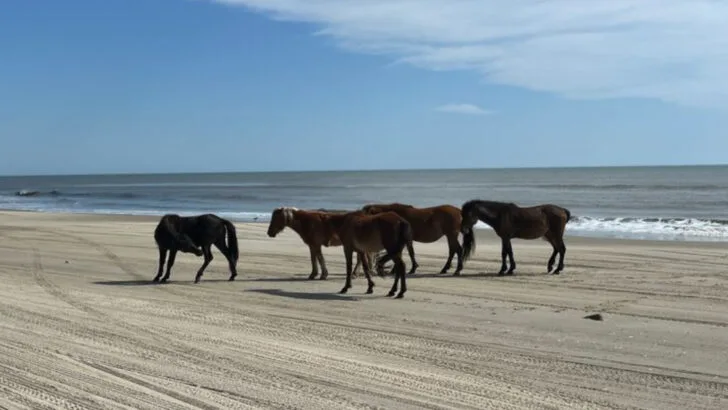 The North Carolina beach where wild horses walk right up to your blanket