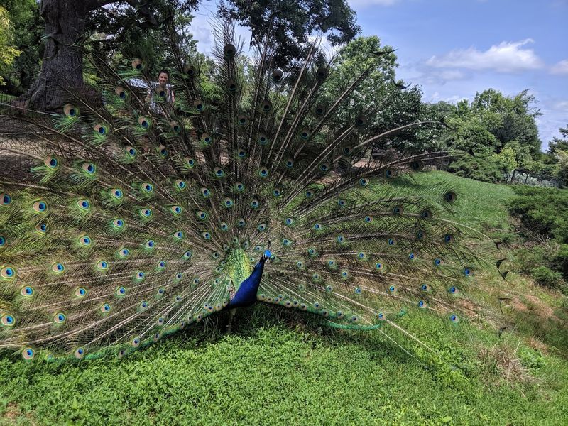 Exotic Birds and Aviary Delights