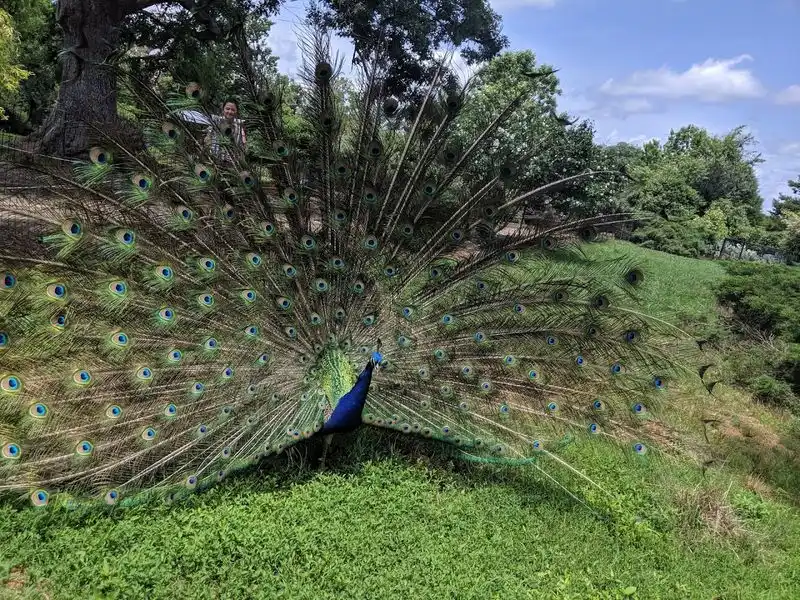 Exotic Birds and Aviary Delights
