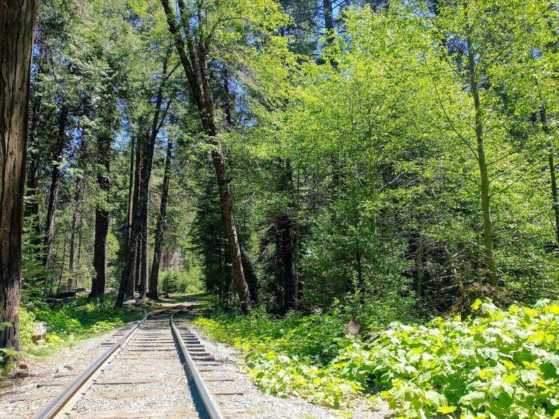 The Scenic Journey: A Ride Through Time and Forest